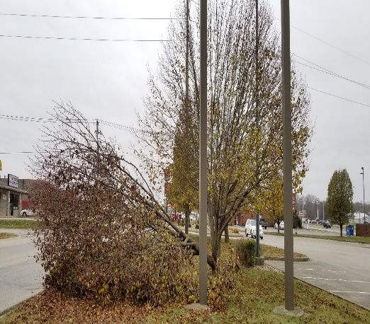 Bradford Pear 3